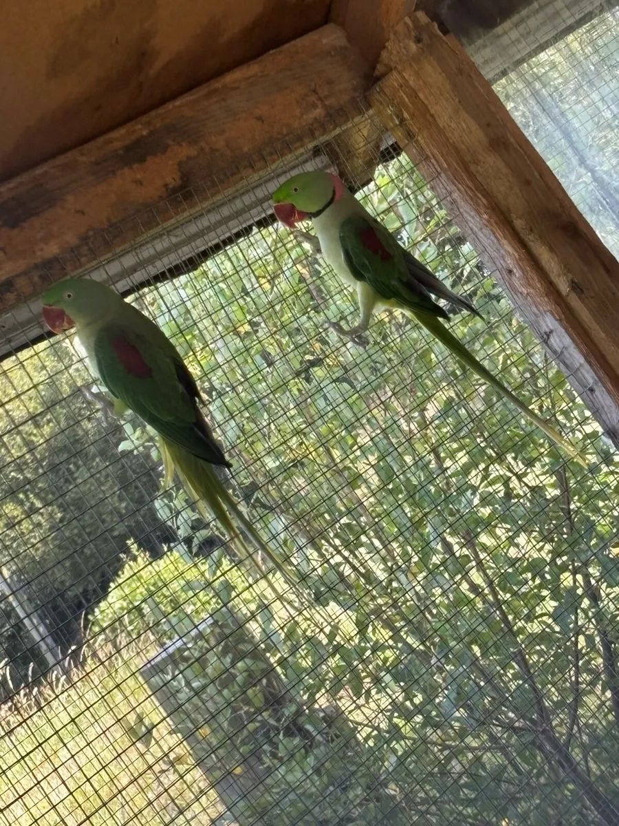 Parrots - Image 2