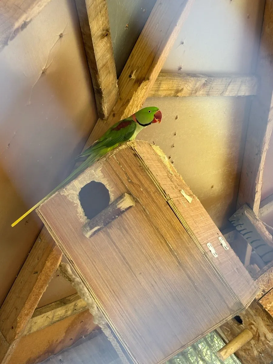 Parrots - Image 3