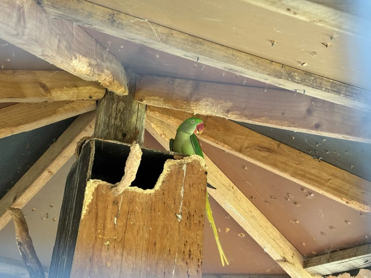 Parrots - Image 4