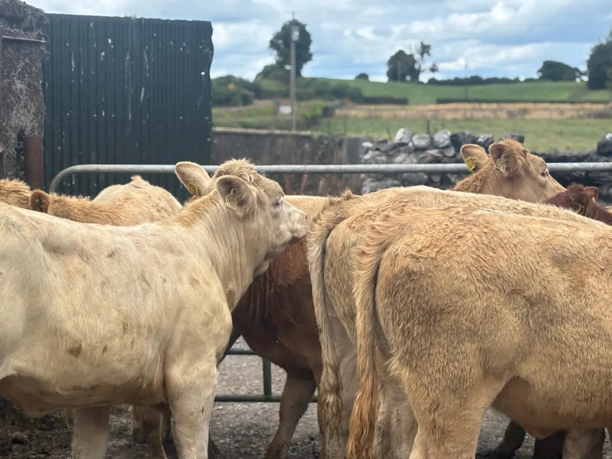 8 super charlaois store heifers - Image 2