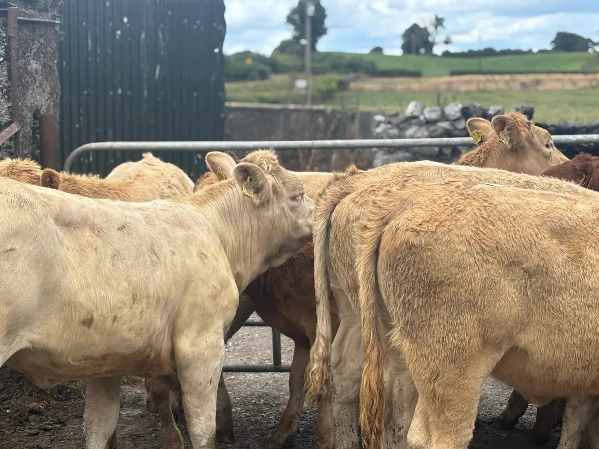 8 super charlaois store heifers - Image 3