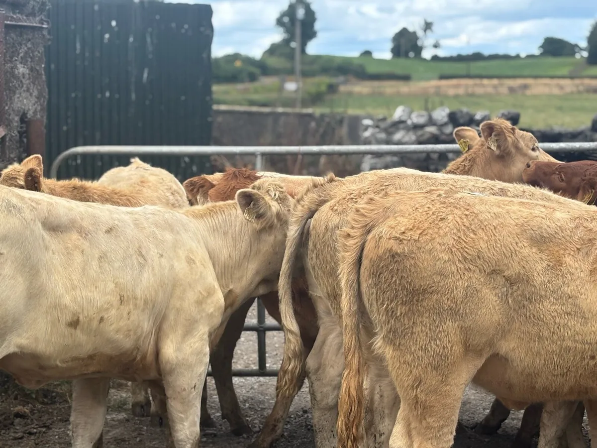 8 super charlaois store heifers - Image 4