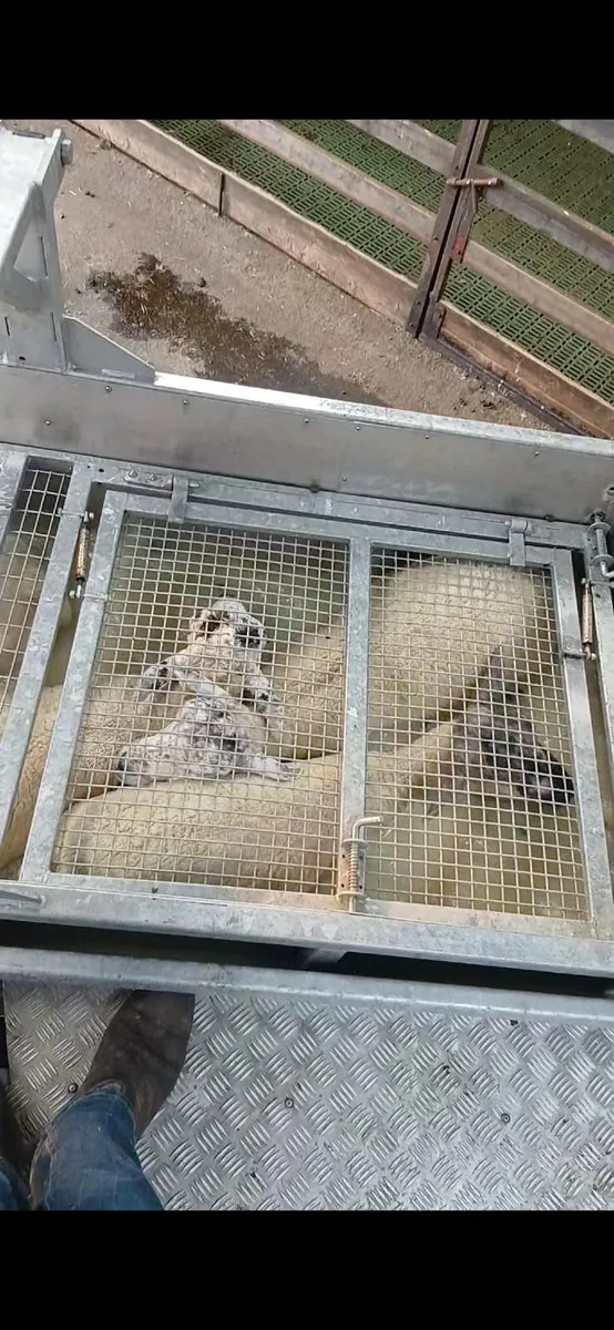 Mobile sheep dipping - Image 1