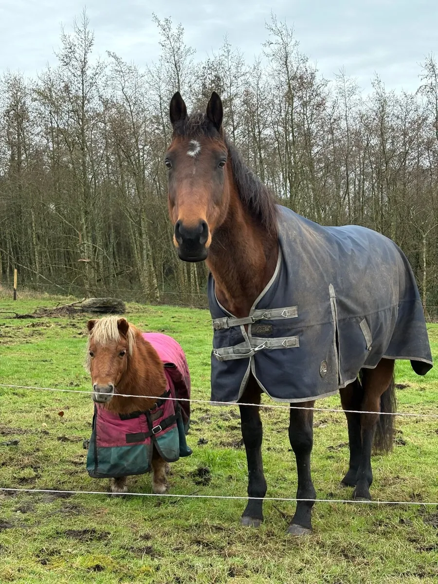 Sports Horse - Image 3
