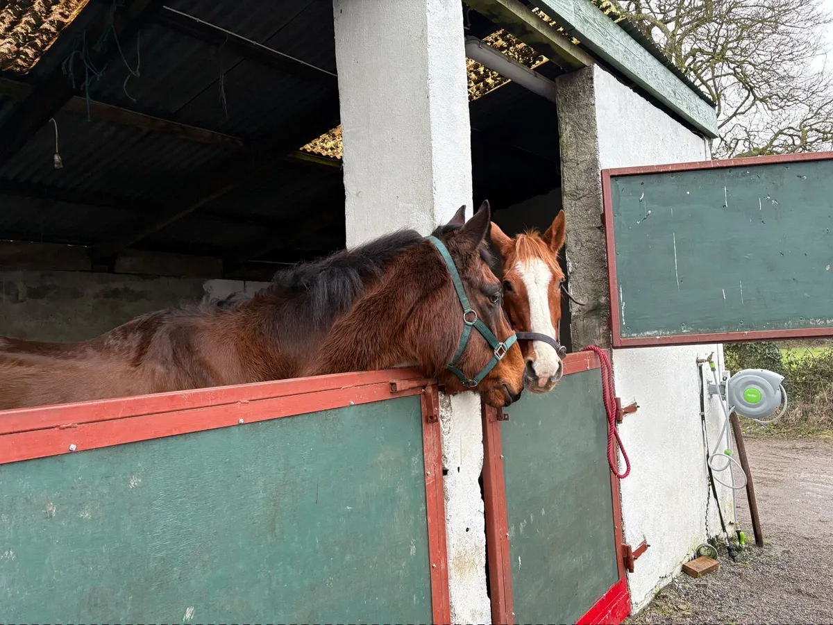 Sports Horse - Image 4