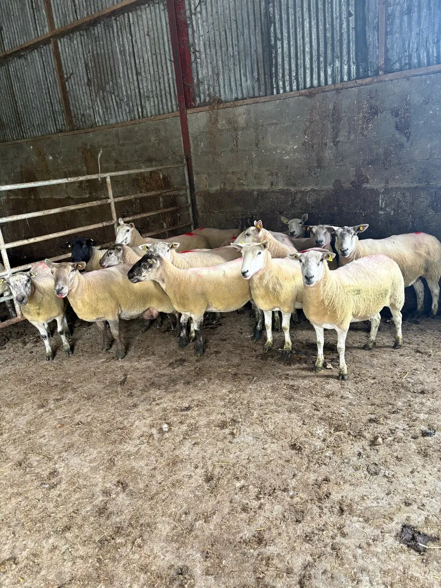 Breeding ewes - Image 1