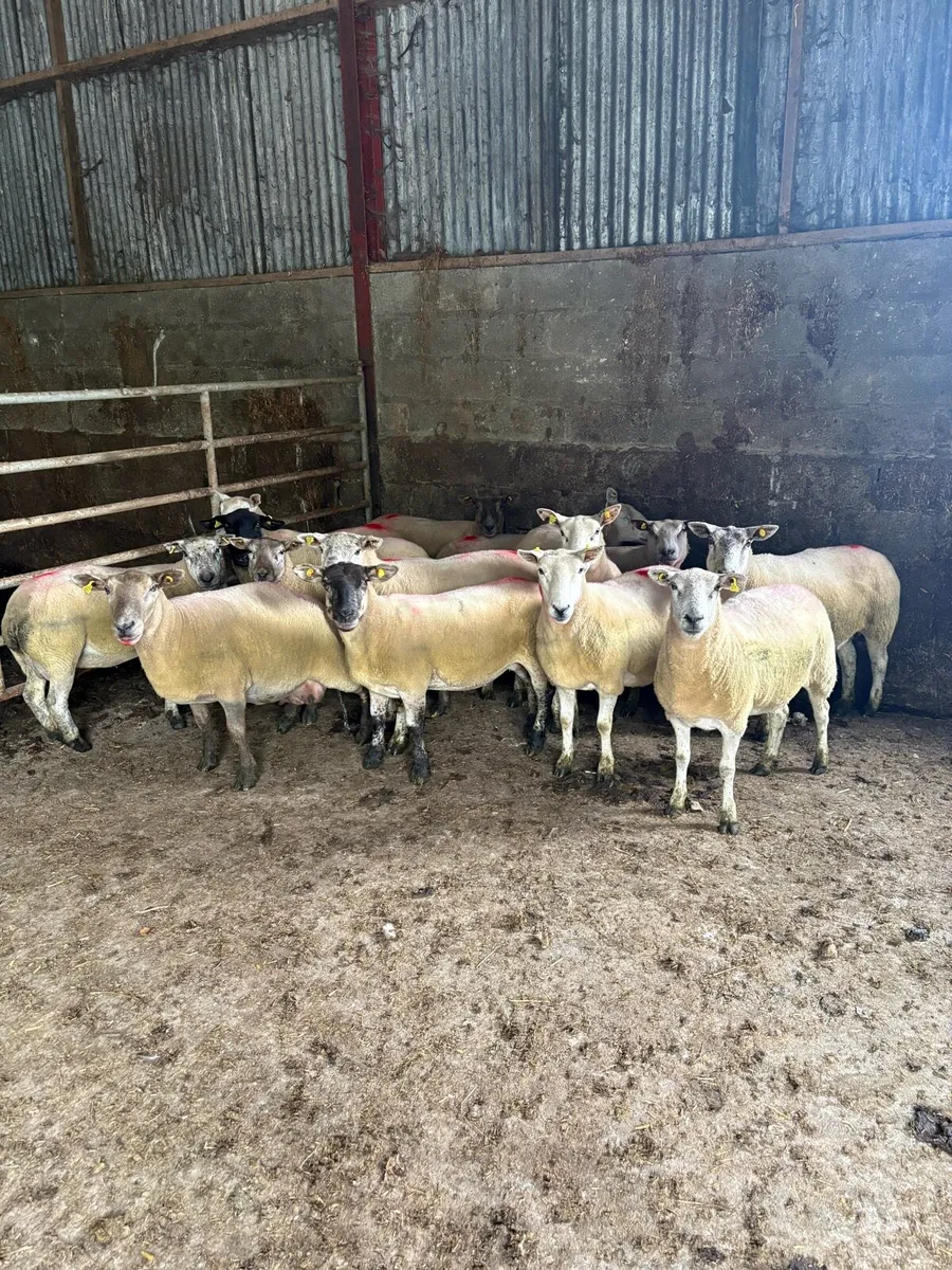 Breeding ewes - Image 2