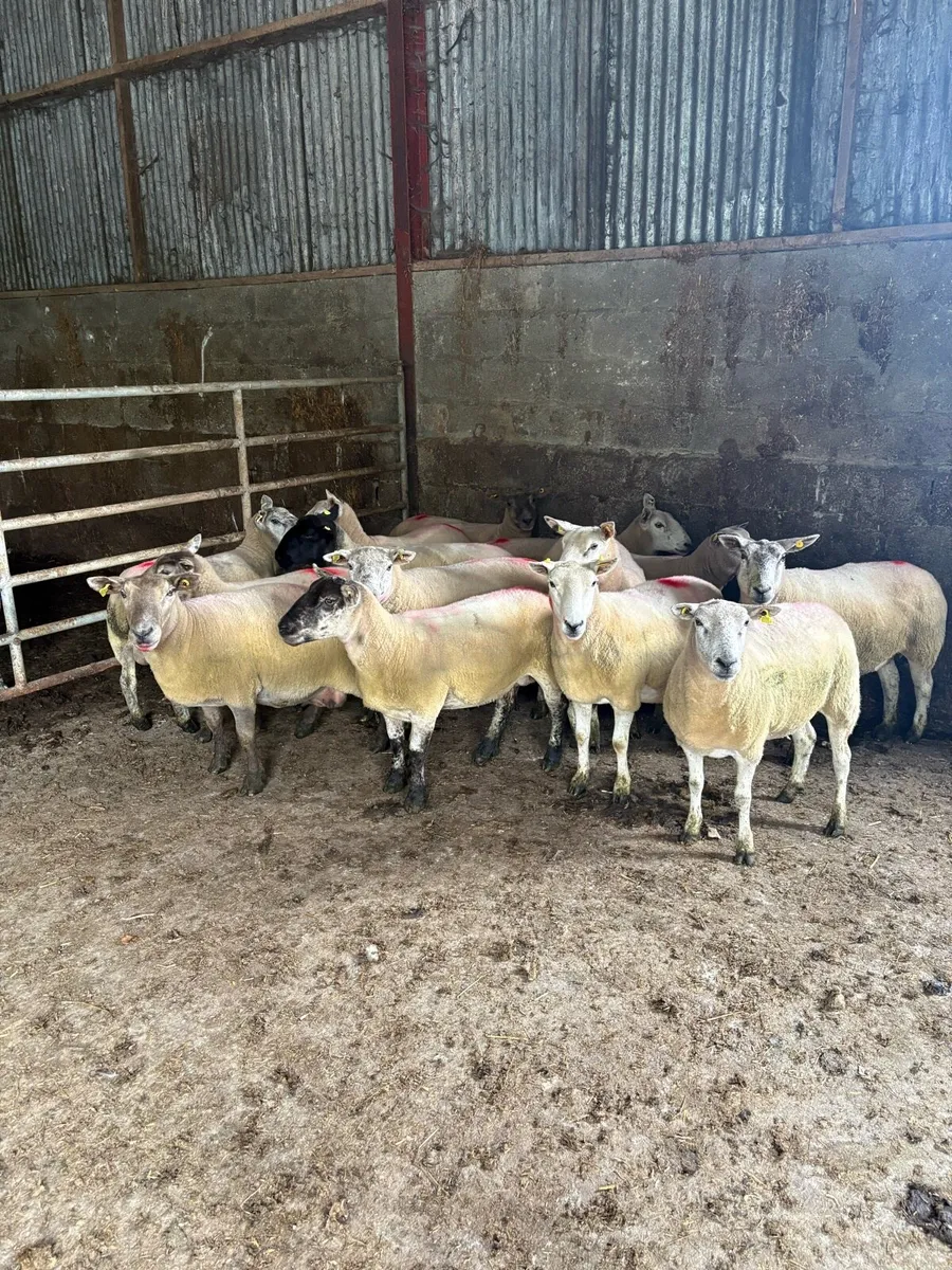 Breeding ewes - Image 3