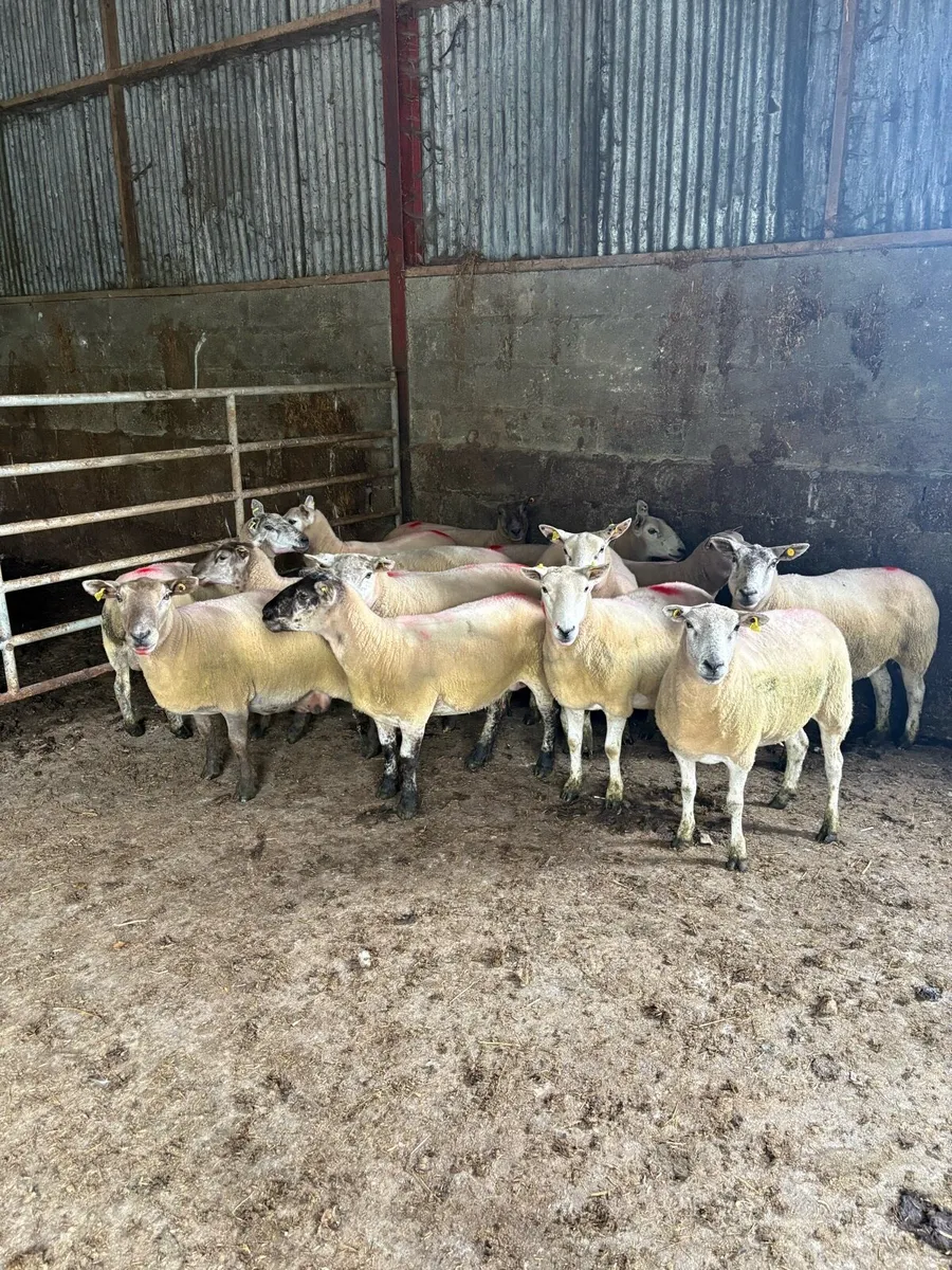 Breeding ewes - Image 4