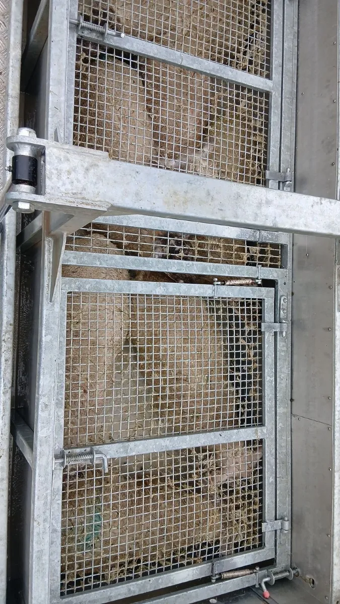 Mobile sheep dipping - Image 2