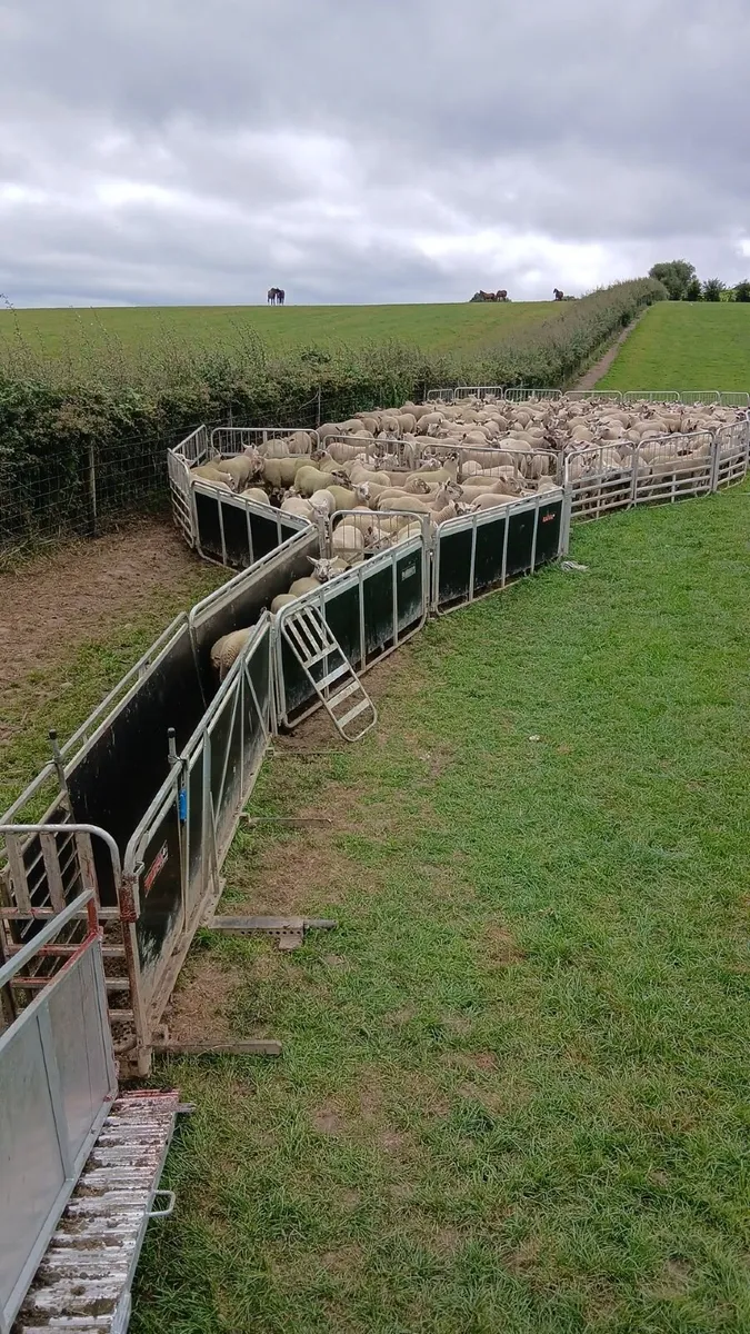 Mobile sheep dipping - Image 3