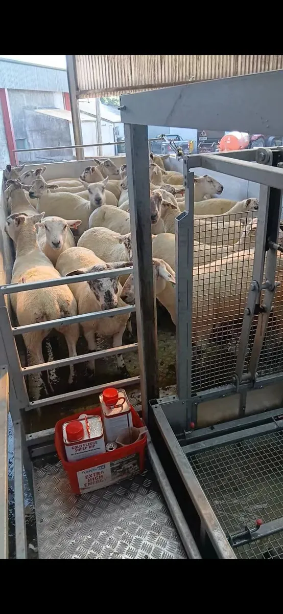 Mobile sheep dipping - Image 4