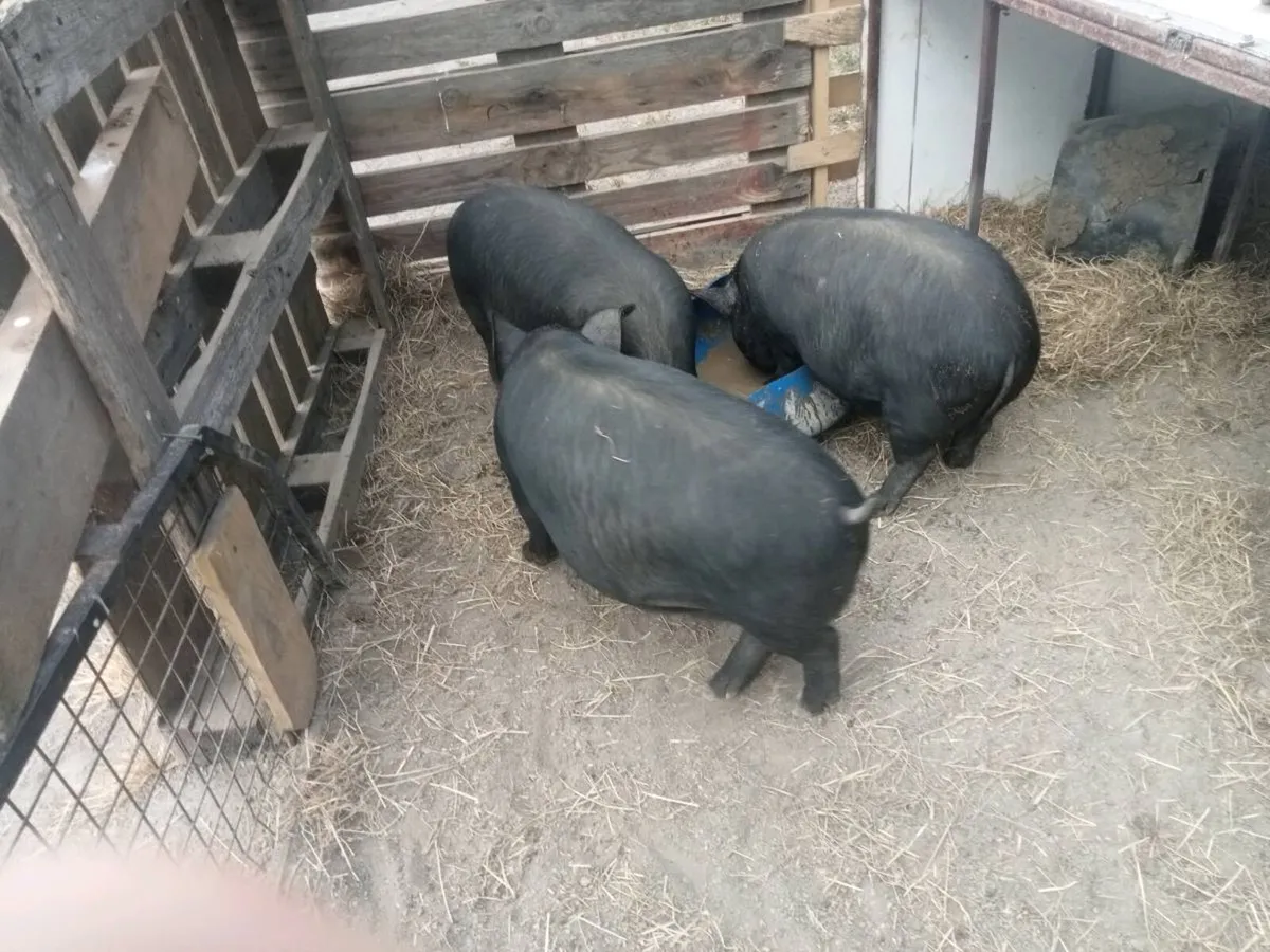 Pigs on - Image 1