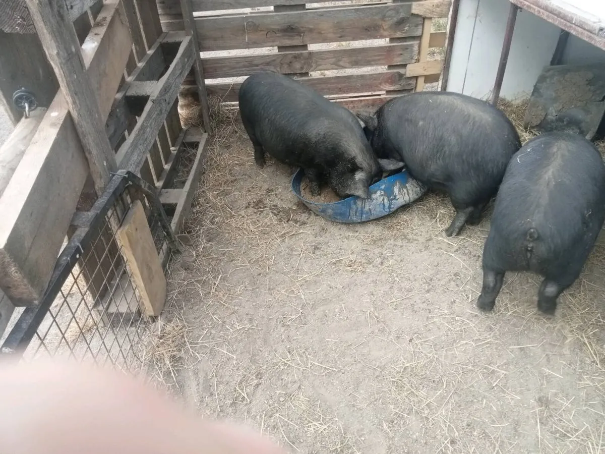 Pigs on - Image 2