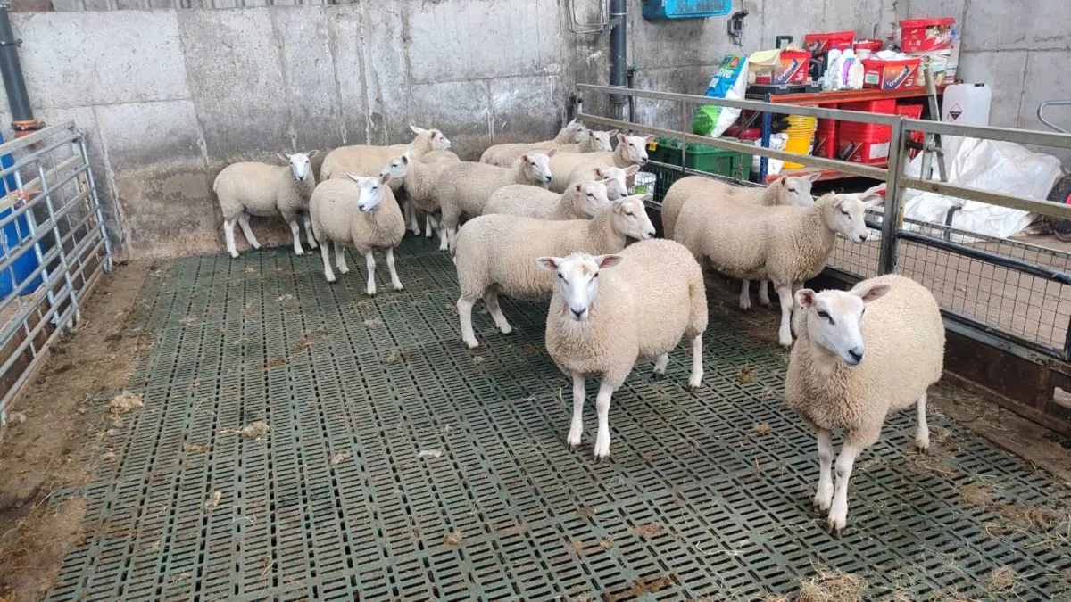 15 Pedigree Lleyn Ewe Lamb's - Image 1