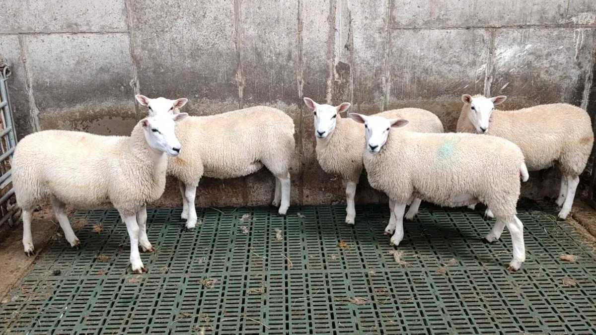 15 Pedigree Lleyn Ewe Lamb's - Image 2