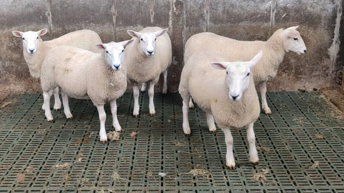 15 Pedigree Lleyn Ewe Lamb's - Image 3