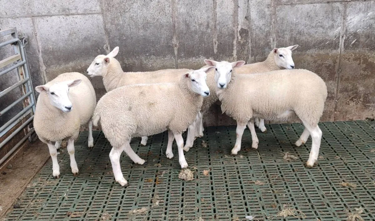 15 Pedigree Lleyn Ewe Lamb's - Image 4