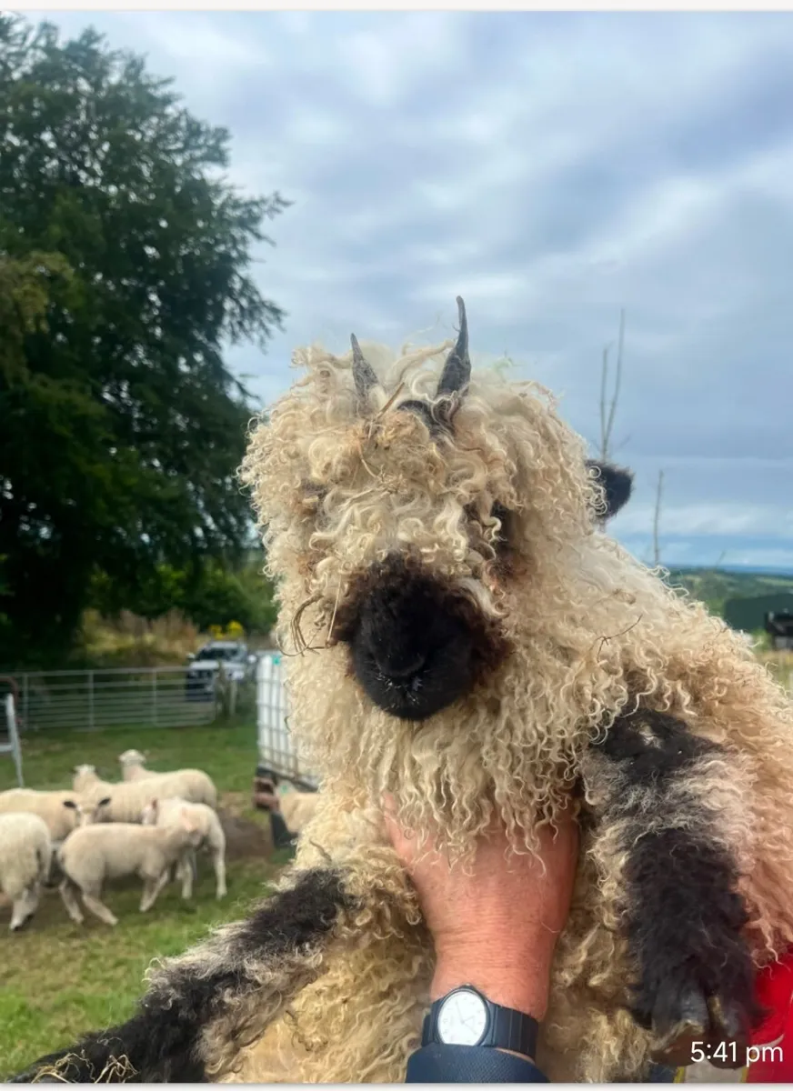 Swiss Valais Black nose ewe lambs - Image 1