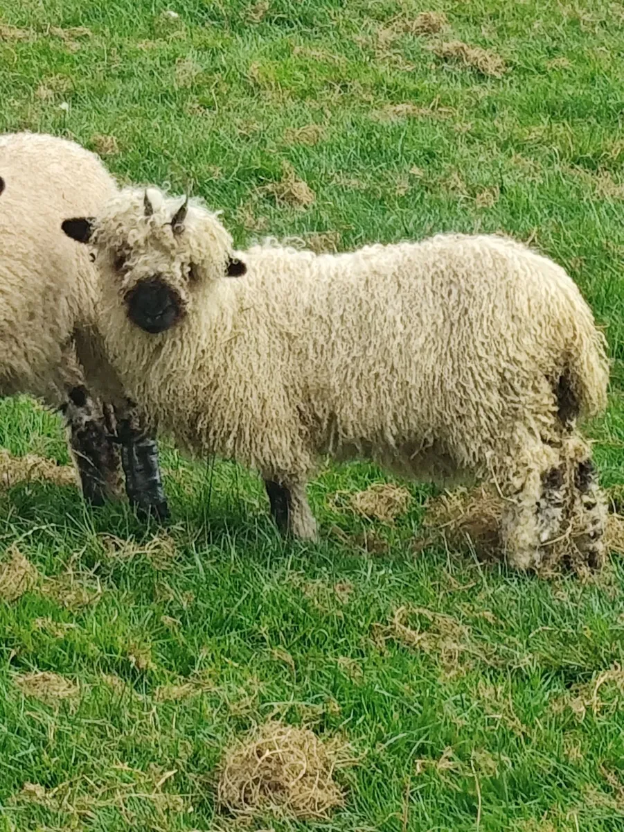 Swiss Valais Black nose ewe lambs - Image 3