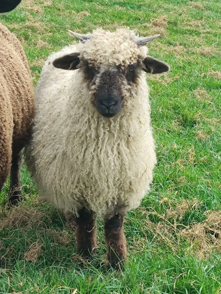 Swiss Valais Black nose ewe lambs - Image 4
