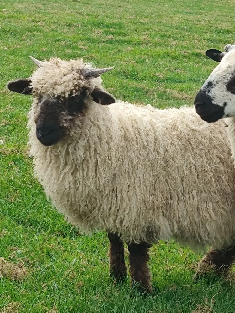 Swiss Valais Black nose ewe lambs - Image 2
