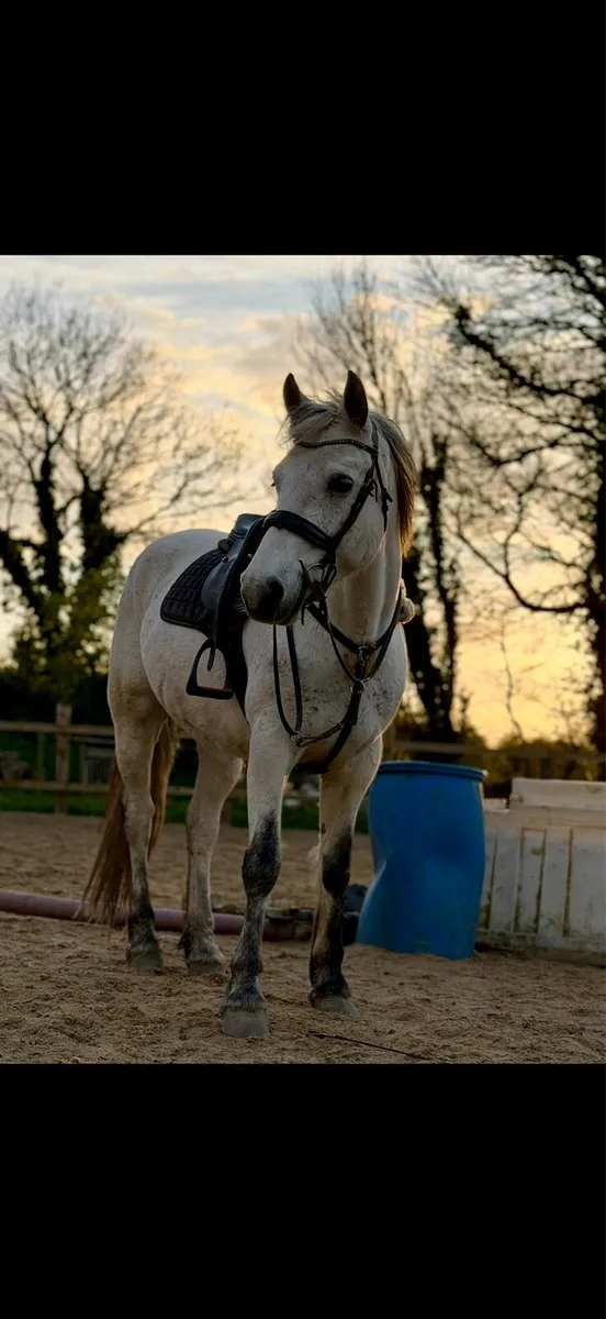 Connemara horse - Image 1