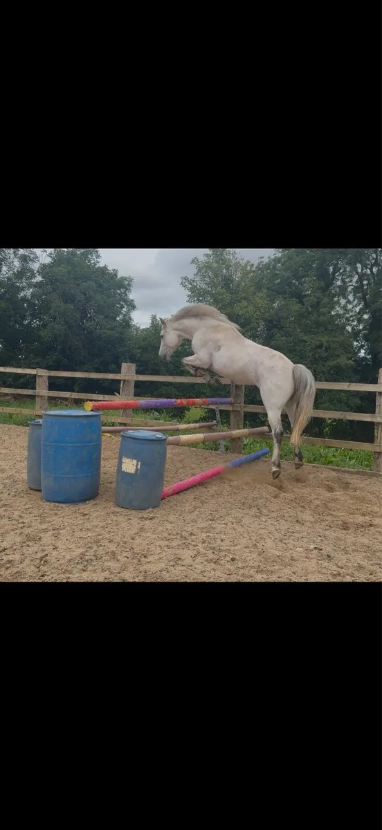 Connemara horse - Image 2
