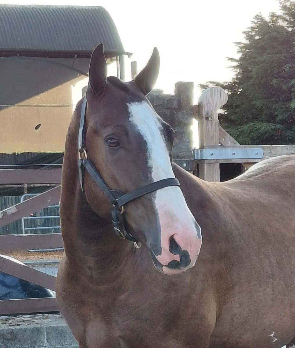 ***Handsome Maxi Cob *** - Image 1