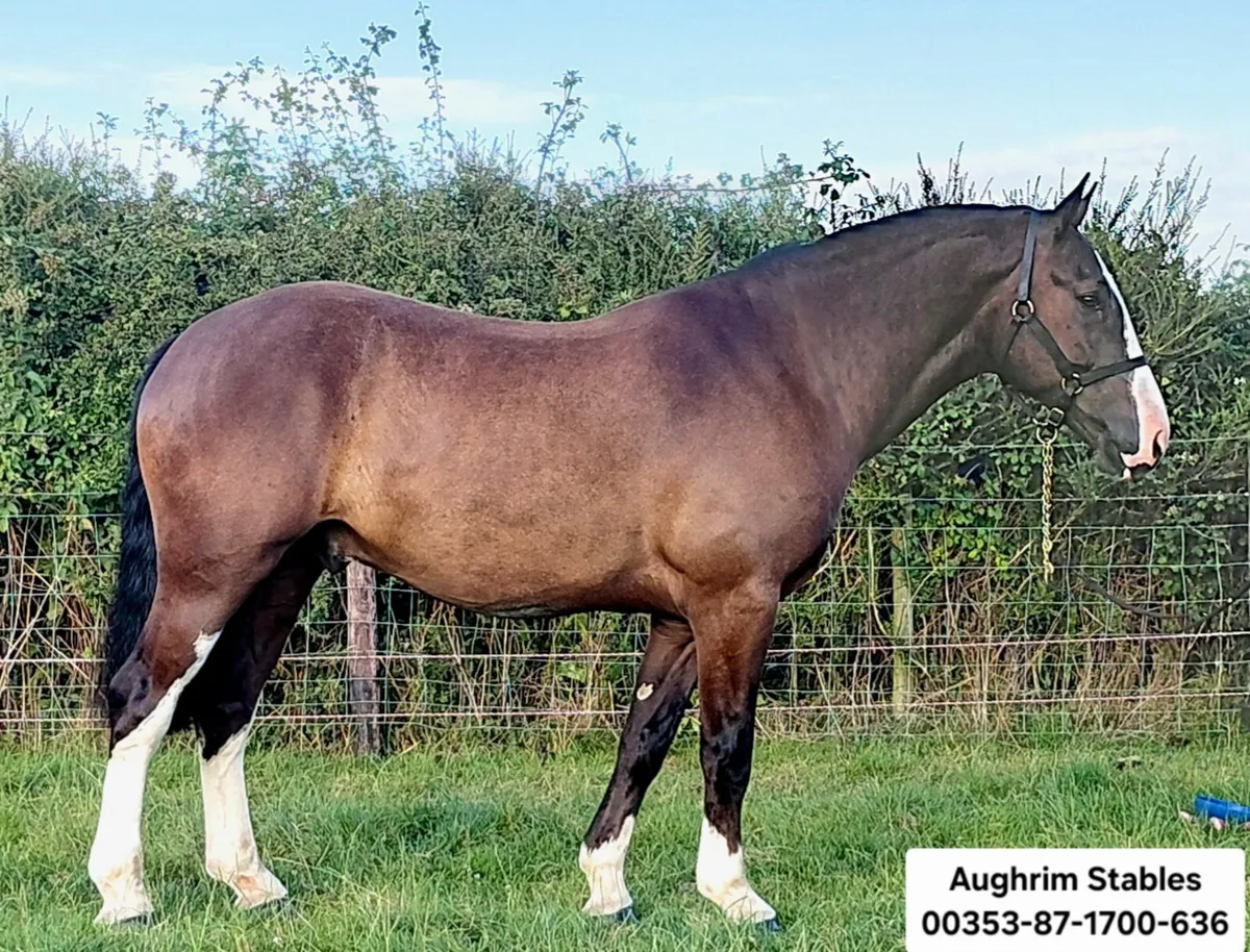 ***Handsome Maxi Cob *** - Image 2