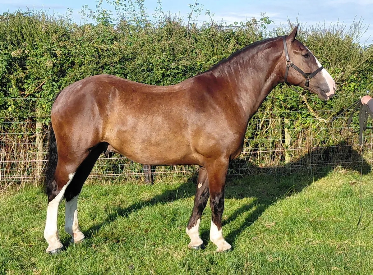 ***Handsome Maxi Cob *** - Image 4