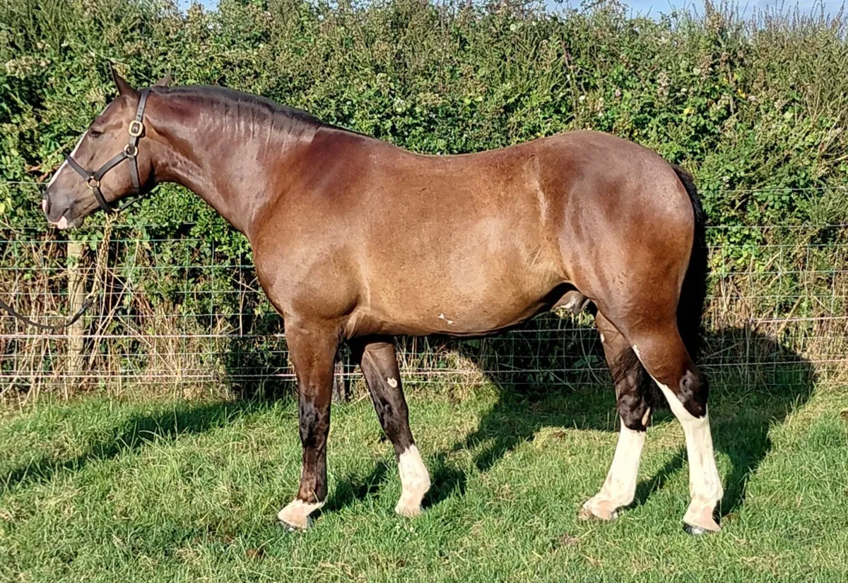 ***Handsome Maxi Cob *** - Image 3
