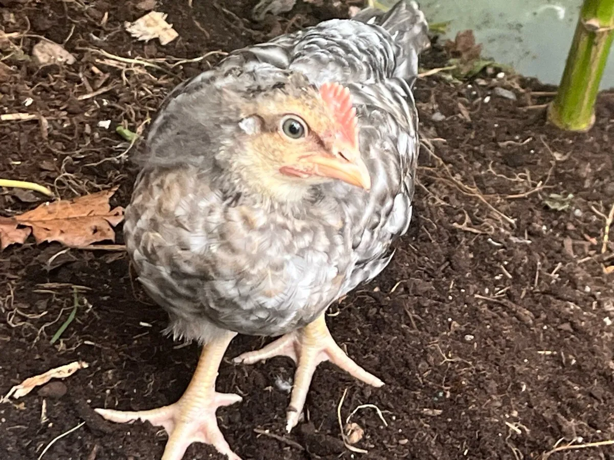 Four-week-old purebred Cream Legbar cockerels. - Image 3