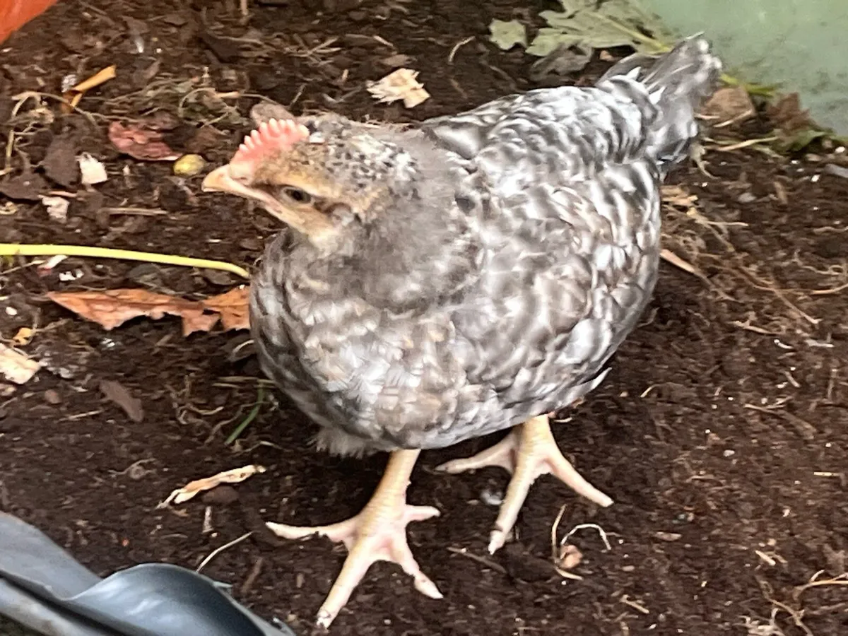 Four-week-old purebred Cream Legbar cockerels. - Image 2