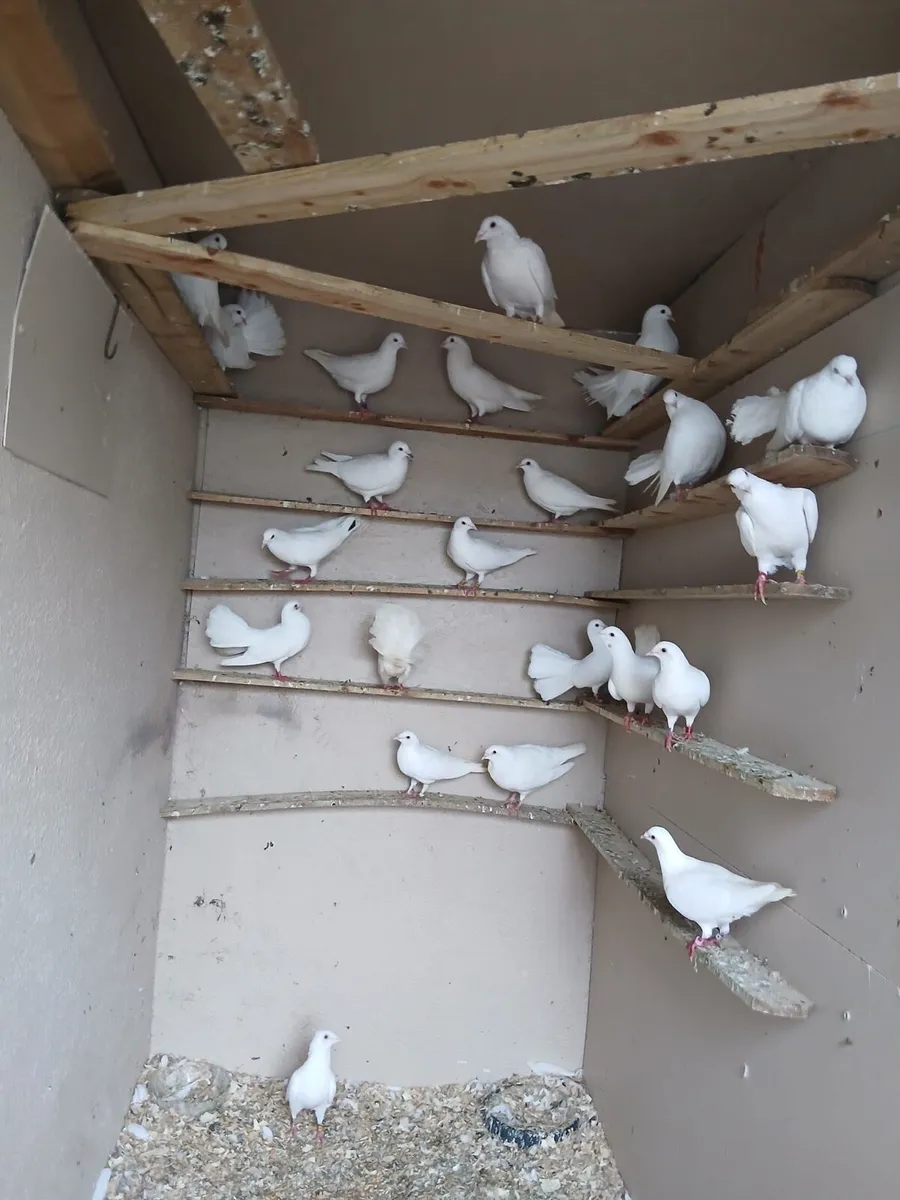 Pigeons - Image 1
