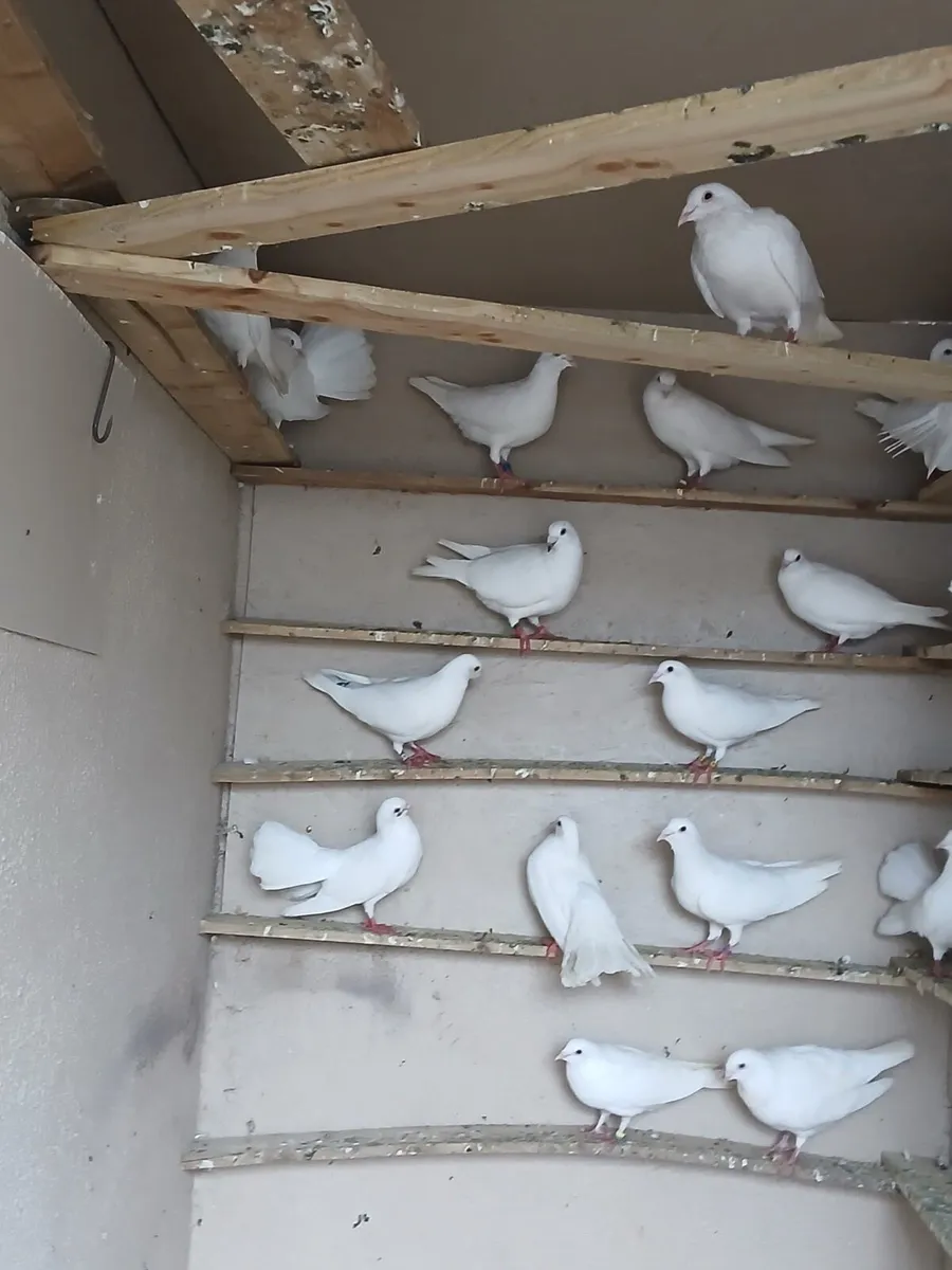 Pigeons - Image 2