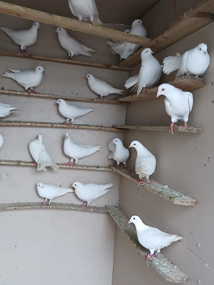Pigeons - Image 3