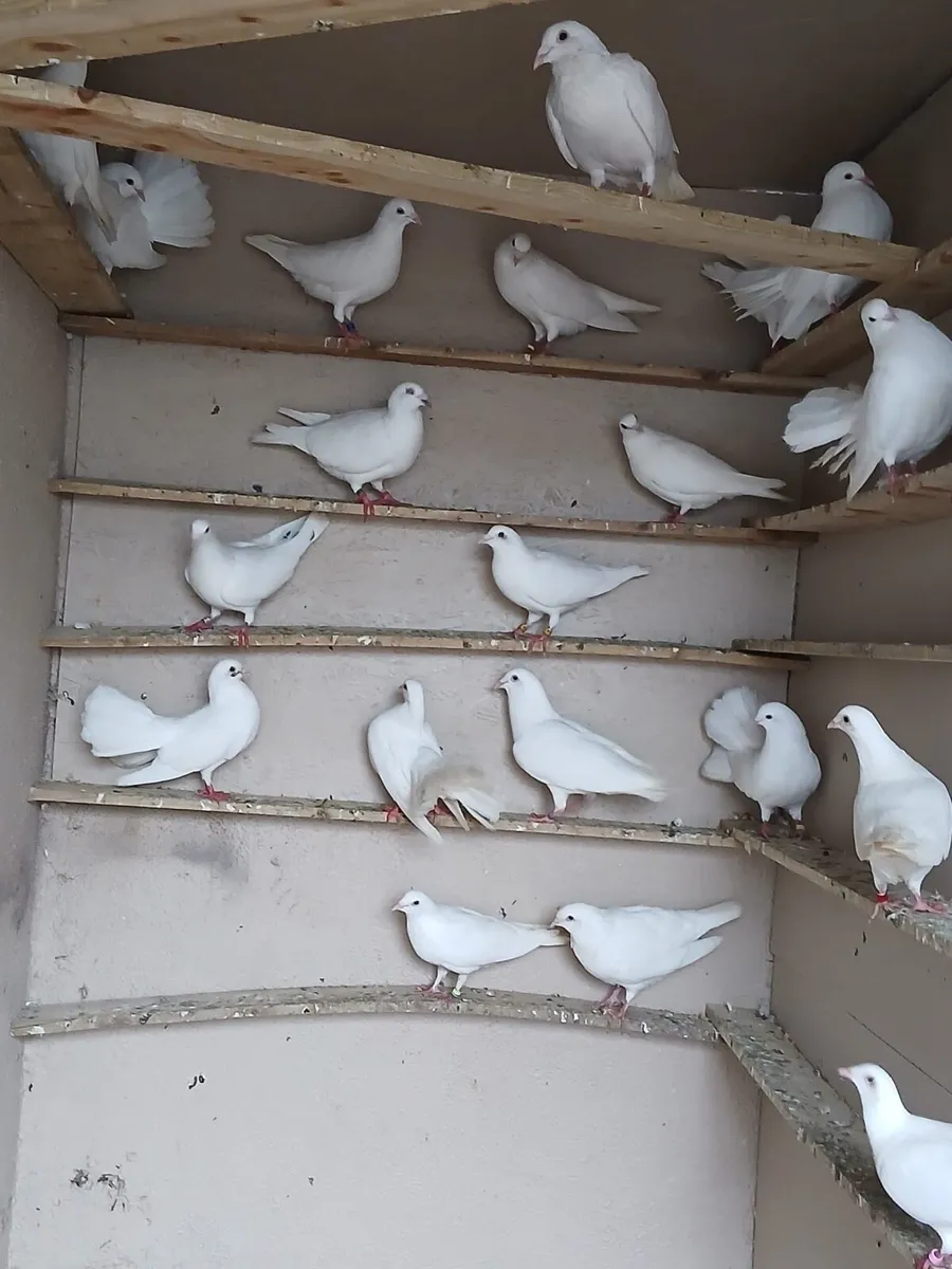 Pigeons - Image 4