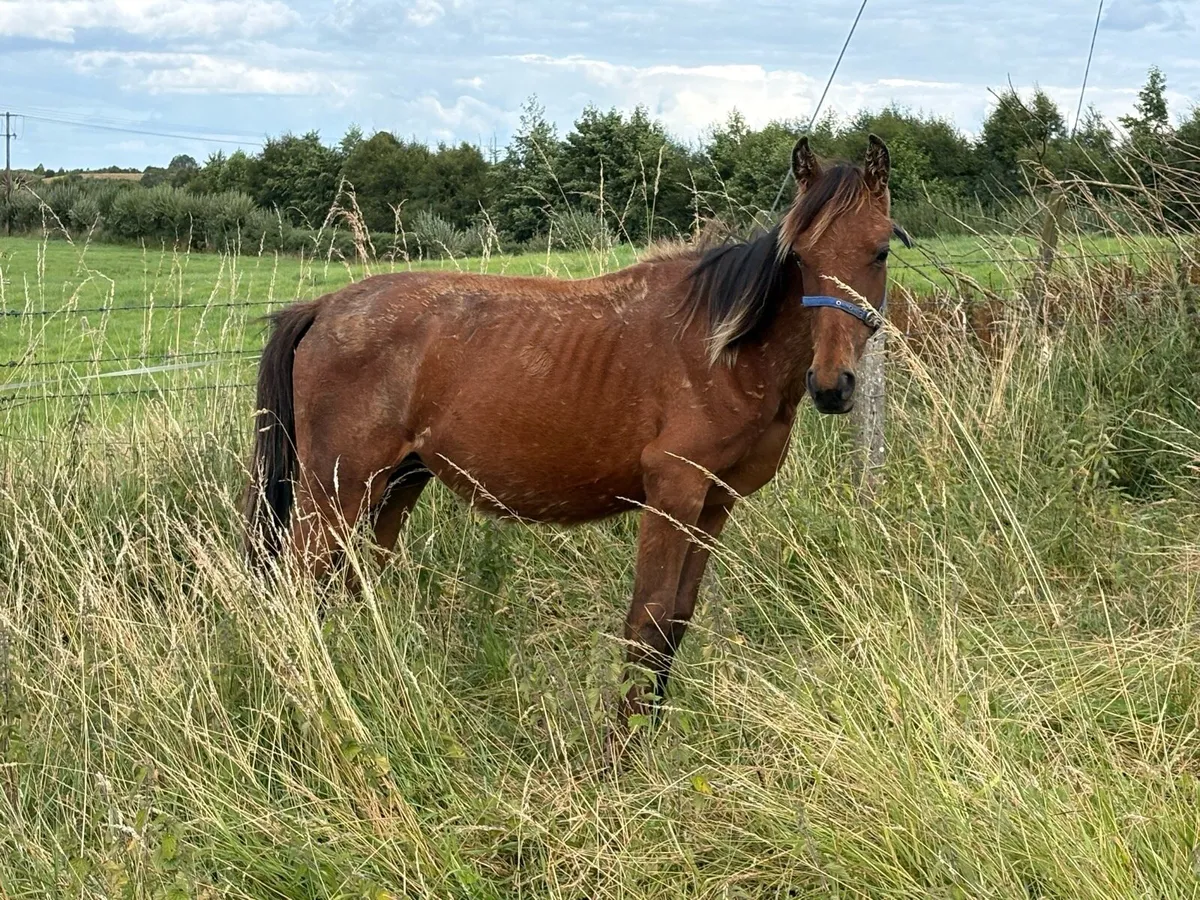 Yearling - Image 2