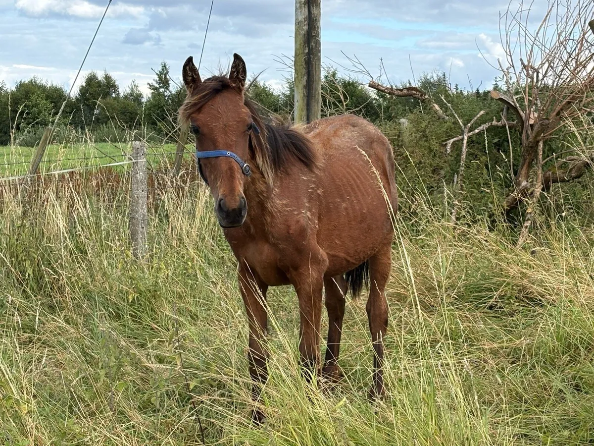 Yearling - Image 3