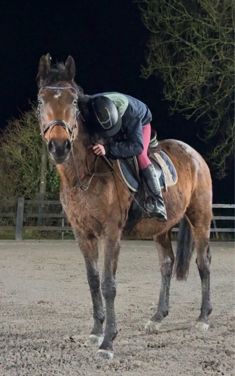 Sports Horse - Image 1