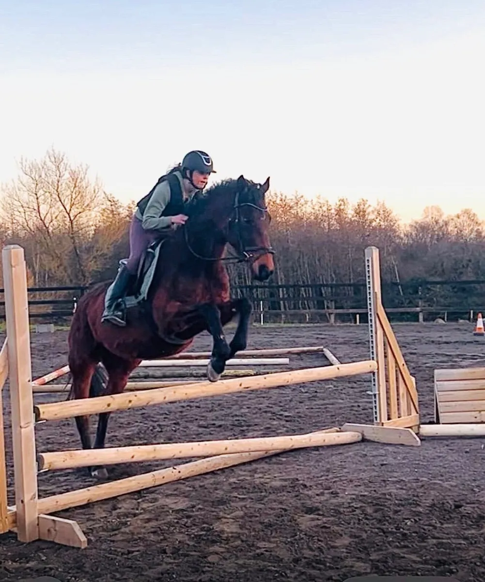 Sports Horse - Image 2