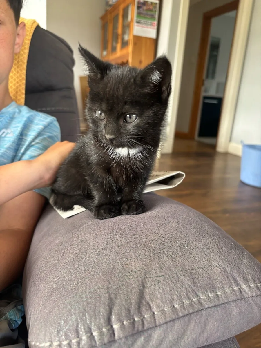 Kitten - Image 3