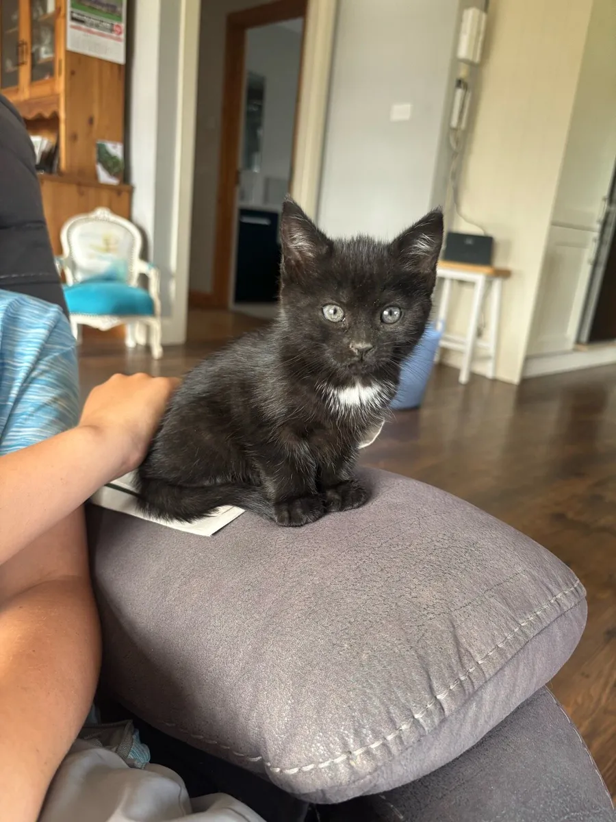 Kitten - Image 2