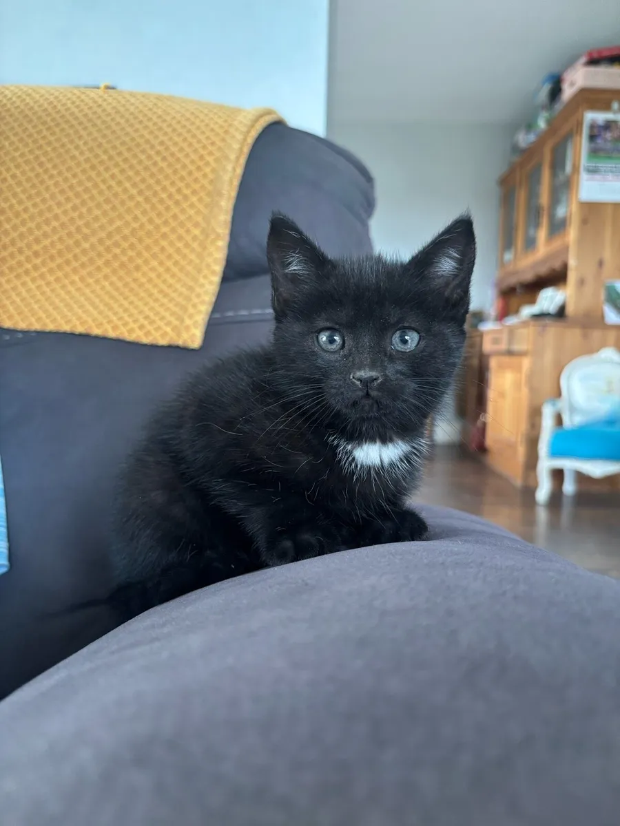 Kitten - Image 1