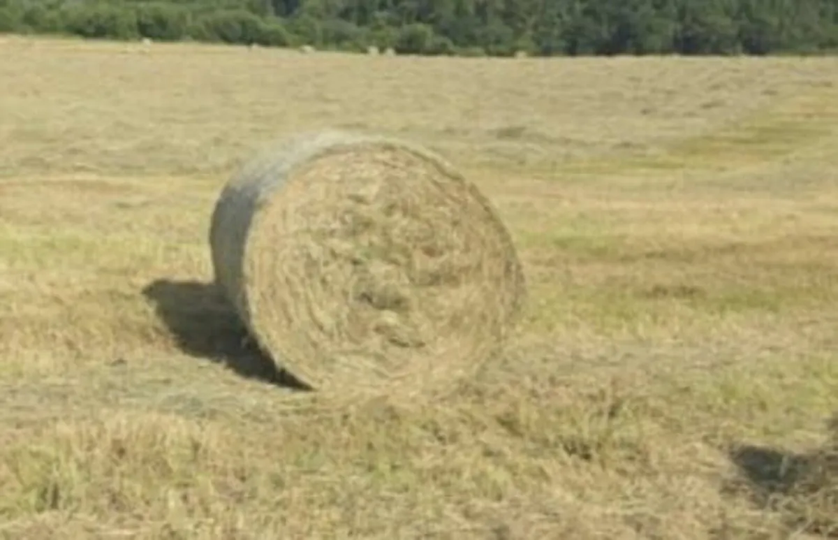 Hay