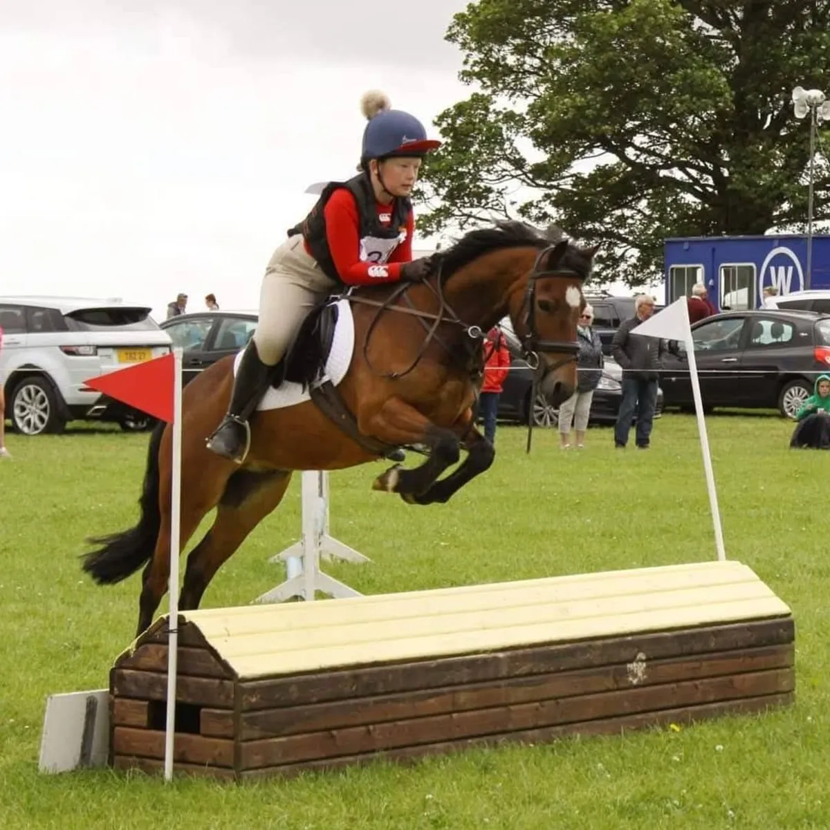 13.1hh bay gelding 18 years - Image 3