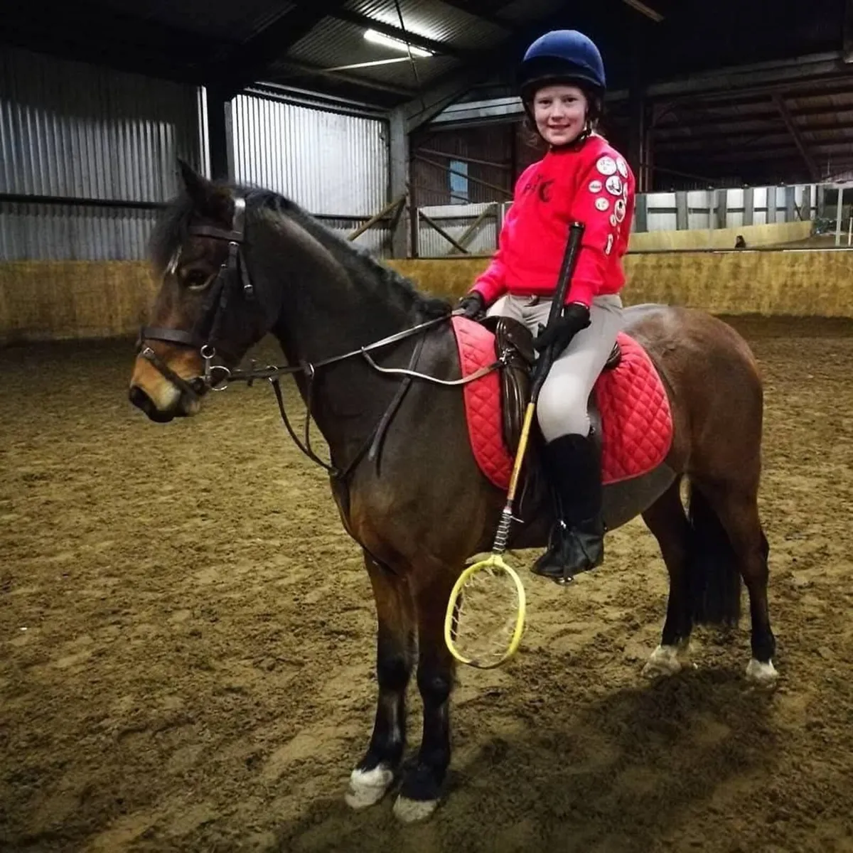 13.1hh bay gelding 18 years - Image 4