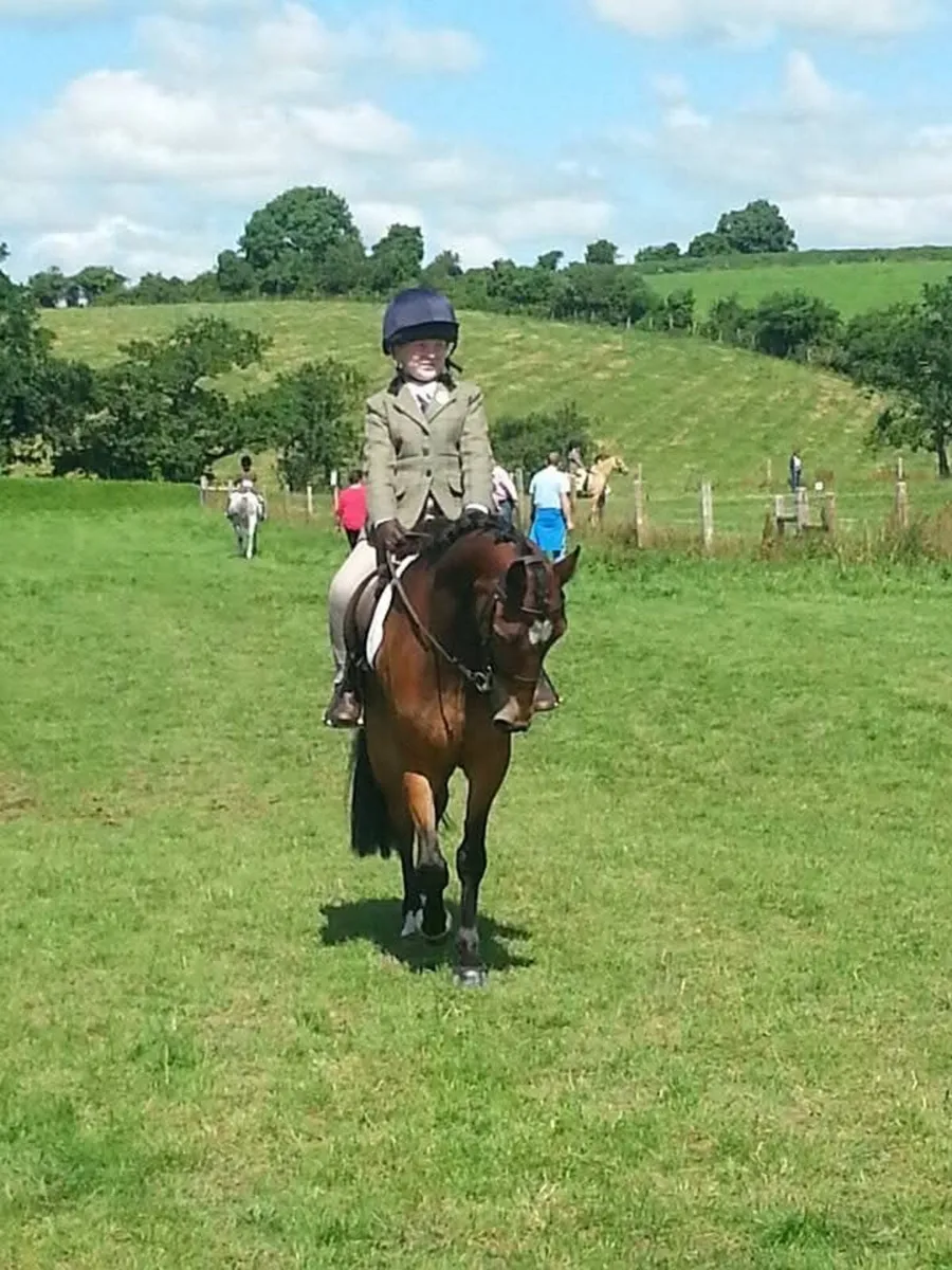 13.1hh bay gelding 18 years - Image 2
