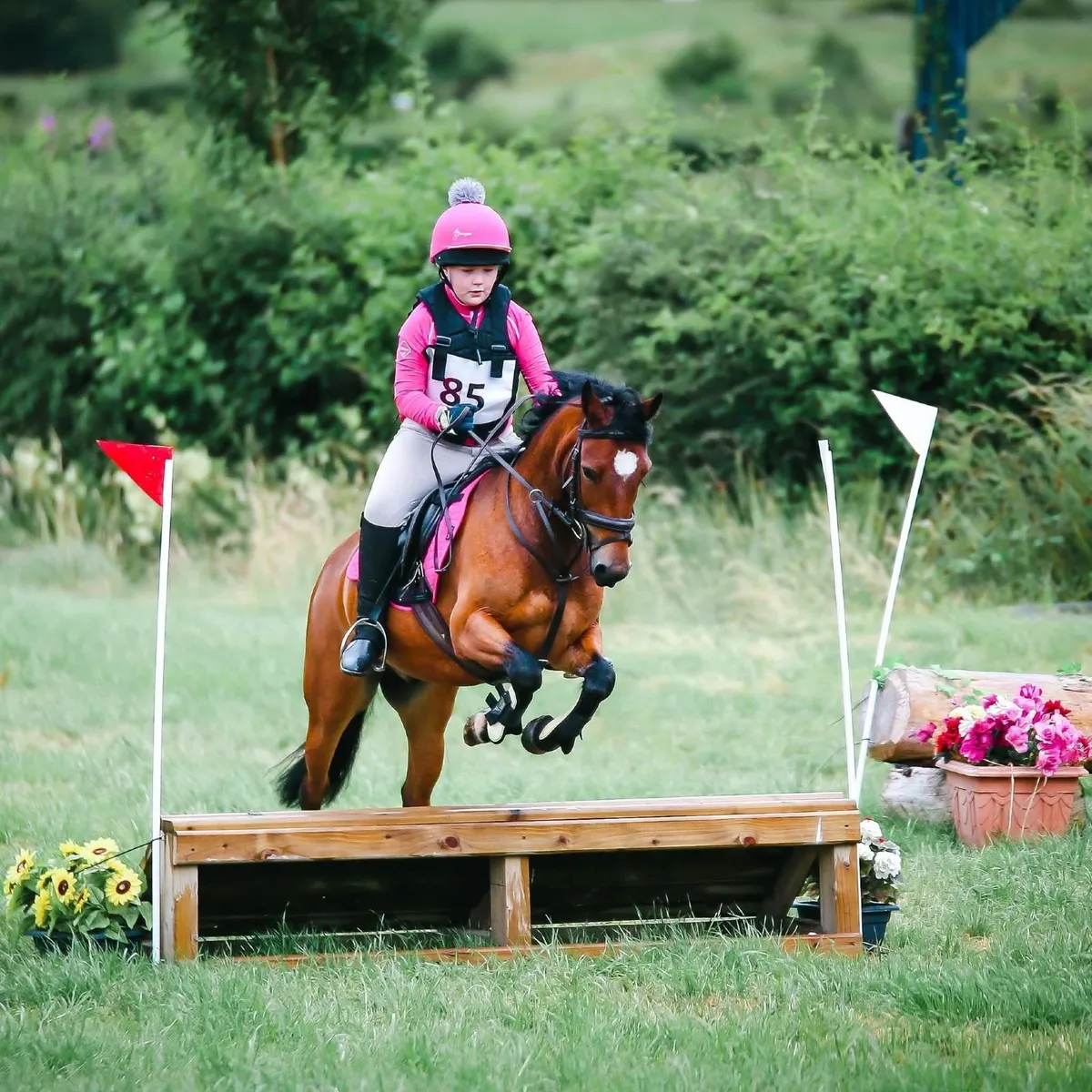 13.1hh bay gelding 18 years - Image 1